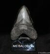 Huge / Inch Megalodon Tooth #88-2
